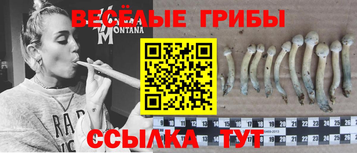 Кемерово  Псилоцибиновые грибы Cubensis  Вход с VPN  Галлюциногенные грибы прущие грибы 